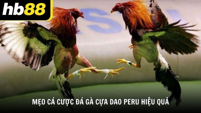 Giao diện đặt cược đá gà trực tuyến tại HB88 với các thông số chi tiết của chiến kê - Đá gà cựa dao Peru